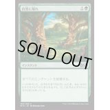 [EX+]自然に帰れ/Back to Nature《日本語》【M15】