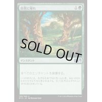 [EX+]自然に帰れ/Back to Nature《日本語》【M15】