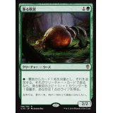 [EX+]漁る軟泥/Scavenging Ooze《日本語》【Commander 2016】