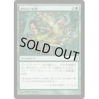 [EX+]内にいる獣/Beast Within《日本語》【Duel Decks: Heroes vs. Monsters】
