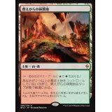 [EX+]燃えがらの林間地/Cinder Glade《日本語》【BFZ】