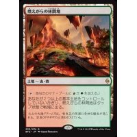 [EX+]燃えがらの林間地/Cinder Glade《日本語》【BFZ】