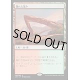 隠れた茂み/Sheltered Thicket《英語》【AKH】