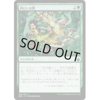 内にいる獣/Beast Within《日本語》【BBD】