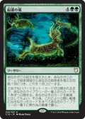 [EX+]起源の嵐/Genesis Storm《日本語》【Commander 2018】