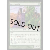 [EX+]ほくちの壁/Tinder Wall《日本語》【Coldsnap Theme Deck Reprints】