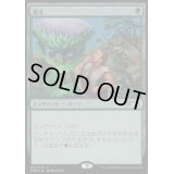 [EX+](FOIL)繁茂/Wild Growth《日本語》【Media Promos】