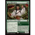 [EX+](0100)人喰い植物の耕作者/Carnivorous Cultivator《日本語》【FRA】