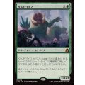 [EX+]タルモゴイフ/Tarmogoyf《日本語》【FRA】