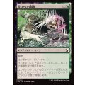 狩りという暴挙/Ferocity of the Hunt《日本語》【FRA】