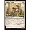 寵愛受けし友、義丸/Yoshimaru, Beloved Companion《日本語》【FRA】