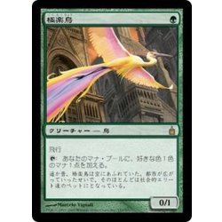 画像1: [EX]極楽鳥/Birds of Paradise《日本語》【RAV】