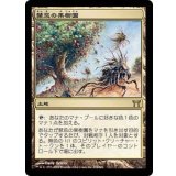 [EX+]禁忌の果樹園/Forbidden Orchard《日本語》【CHK】