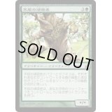 不屈の頑固皮/Dauntless Dourbark《日本語》【LRW】
