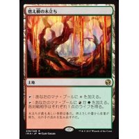 [EX]燃え柳の木立ち/Grove of the Burnwillows《日本語》【IMA】