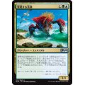 (FOIL)発現する浅瀬/Risen Reef《日本語》【M20】