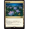 [EX+]睡蓮の原野/Lotus Field《日本語》【M20】