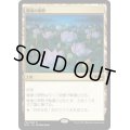 (FOIL)睡蓮の原野/Lotus Field《日本語》【M20】