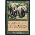 [EX]獣群の呼び声/Call of the Herd《日本語》【TSB】
