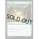 (FOIL)新たな芽吹き/Regrowth《日本語》【MH1】