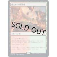 [EX+]燃えがらの林間地/Cinder Glade《日本語》【Commander 2019】