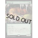[EX+](フルアート)常緑皮の熊/Evercoat Ursine《日本語》【BLC】