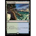 [EX+]ヤヴィマヤの沿岸/Yavimaya Coast《日本語》【BLC】