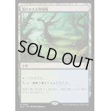[EX+]溢れかえる果樹園/Flooded Grove《日本語》【BLC】