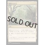 [EX+]興隆する木立/Thriving Grove《日本語》【BLC】