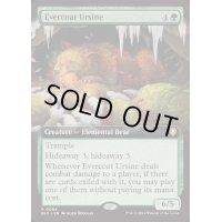 [EX+](フルアート)常緑皮の熊/Evercoat Ursine《英語》【BLC】