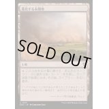 (0153)進化する未開地/Evolving Wilds《日本語》【DRC】
