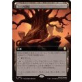 (FOIL)(フルアート)コーの領域/Realm of Koh《日本語》【TLA】