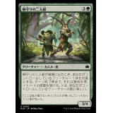 (FOIL)樹守りの二人組/Treeguard Duo《日本語》【BLB】