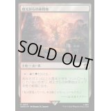 (サージFOIL)燃えがらの林間地/Cinder Glade《日本語》【WHO】