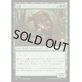大狸/Greater Tanuki《日本語》【DSC】