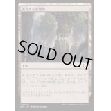 進化する未開地/Evolving Wilds《日本語》【DSC】