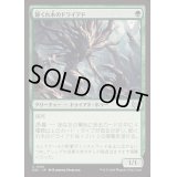 節くれ木のドライアド/Gnarlwood Dryad《日本語》【DSC】