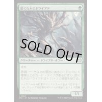 節くれ木のドライアド/Gnarlwood Dryad《日本語》【DSC】