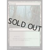 汚れた森/Tainted Wood《日本語》【DSC】