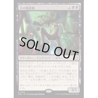 古の館底種/Ancient Cellarspawn《日本語》【DSC】