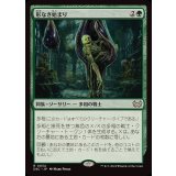 形なき始まり/Formless Genesis《日本語》【DSC】