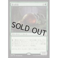 漁る軟泥/Scavenging Ooze《日本語》【DSC】
