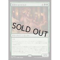 管理するけだもの/Curator Beastie《日本語》【DSC】
