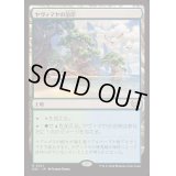 ヤヴィマヤの沿岸/Yavimaya Coast《日本語》【DSC】