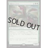 [EX+]雑食のハイドラ/Hydra Omnivore《日本語》【DSC】