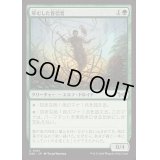 [EX+]草むした盲信者/Overgrown Zealot《日本語》【DSK】