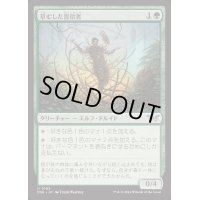 (FOIL)草むした盲信者/Overgrown Zealot《日本語》【DSK】