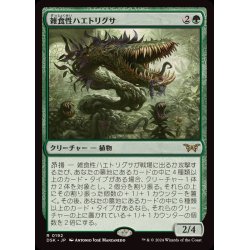 画像1: [EX+]雑食性ハエトリグサ/Omnivorous Flytrap《日本語》【DSK】