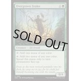 [EX+]草むした盲信者/Overgrown Zealot《英語》【DSK】