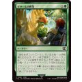 (FOIL)ギサールの野菜/Gysahl Greens《日本語》【FIN】